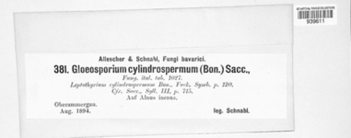 Gloeosporium cylindrospermum image